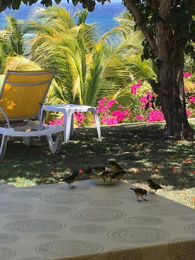 Villa Guadeloupe Saint Francois Acces Mer Piscine Iguana Bay - Villa Zagadi Exterior foto